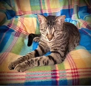 2 blinde superliebe Tigerkatzen suchen Zuhause 