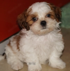 bezaubernde Shih Tzu Mixies