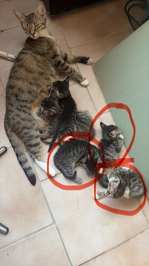 Katzenbabys  Bild 3