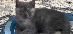 BKH Kitten Junge smoke abgabebereit Bild 2