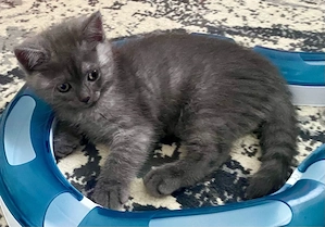 BKH Kitten Junge smoke abgabebereit Bild 8