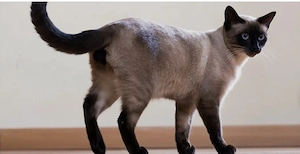 Suche Siam Deckkater