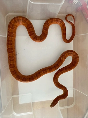 Pantherophis guttatus ( Wildtyp, bloodred ) Kornnatter NZ 2020 2021