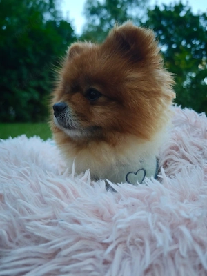 Fluffy - Herzensbrecher auf vier Pfötchen sucht sein Für-Immer-Zuhause