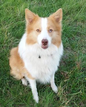 Atari, Aussie -Border Collie Rüde sucht ein neues Zuhause Bild 6