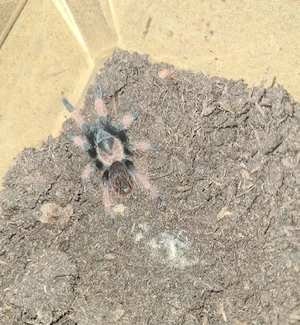 vogelspinne zu verkaufen 