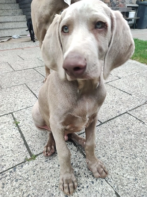 Welpen Weimaraner Mix 