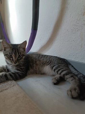 Zauberhaftes Katzenbaby sucht liebevolles Zuhause
