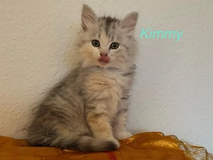 Sibirische Kitten