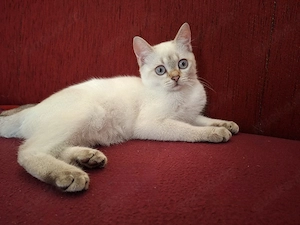 Verkauf unserer Bkh Katze