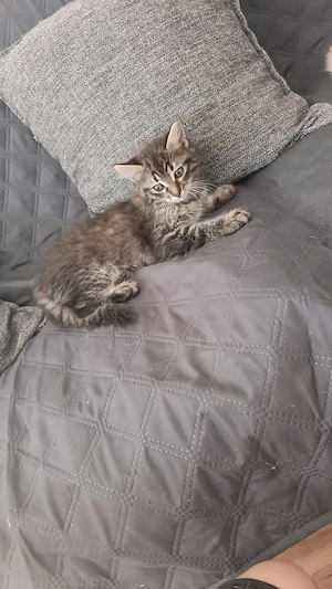 Der wunderschönes Katzen Baby sucht neue Zuhause 