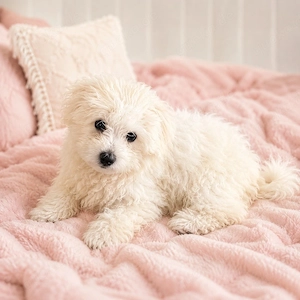 Wunderschöner Maltipoo-Bichon Frise sucht liebevolles Zuhause 