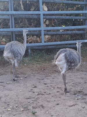 Nandu Jungtiere, Nandus