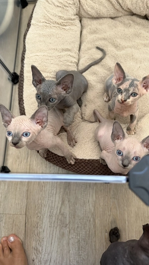 super süße Canadien Sphynx Kitten 