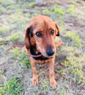 Winnie sucht ein für immer Zuhause   