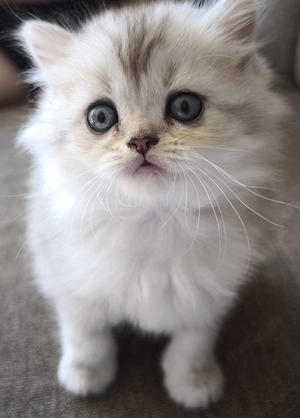 Wunderschöne verspielte britisch Langhaar Kitten
