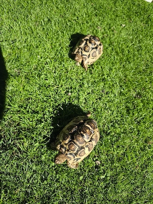 Pantherschildkröten, Landschildkröten, Schildkröten 