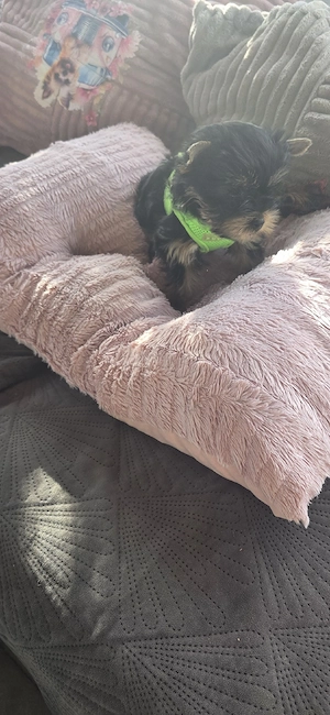 Yorkshire Terrier Welpe Rüde 11 Wochen alt