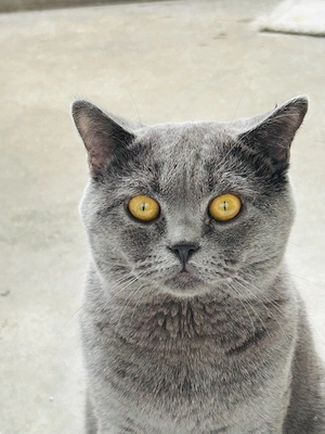 Bkh Schmusekater sucht ein liebesvolles Zuhause 