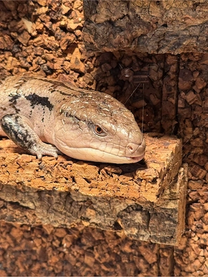 Blauzungenskink (Tiliqua scincoides) Bild 4