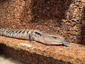 Blauzungenskink (Tiliqua scincoides) Bild 3