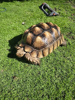 Spornschildkröte, Landschildkröte, Schildkröte Bild 5