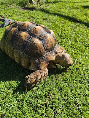 Spornschildkröte, Schildkröte, Landschildkröte, 