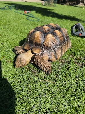 Spornschildkröte, Landschildkröte, Schildkröte Bild 4