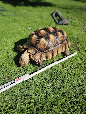 Spornschildkröte, Landschildkröte, Schildkröte