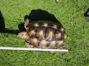 Spornschildkröte, Landschildkröte, Schildkröte Bild 2