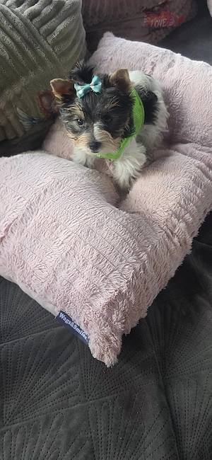 Biewer Yorkshire Terrier Welpe Rüde
