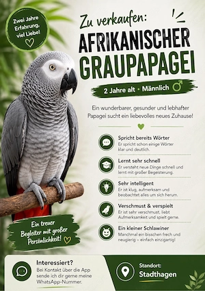 Papagei zu verkaufen