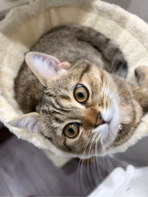 katze bkh 