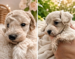 Maltipoo cremefarbig m w