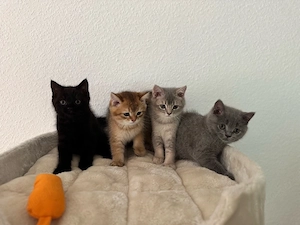  Zuckersüße BKH-Kitten suchen ein liebevolles Zuhause!    (Am liebsten gemeinsam)