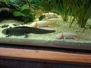 Axolotl verschiedene Farben