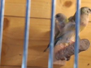 vögel gouldamadine 