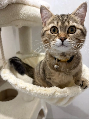  Katze kitten Bkh