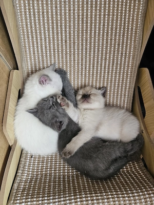  Liebevolle BKH-Mix-Kitten suchen ein neues Zuhause 