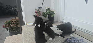 Hauskatze, Katzenbabys zwölf Wochen