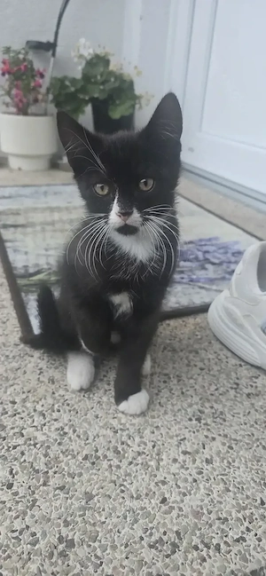 Hauskatze, Katzenbabys zwölf Wochen