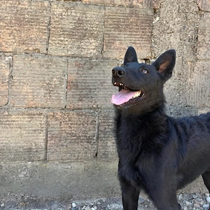 Ache, gelehriger, junger Traumrüde für aktive Menschen, Malinois Mix Bild 5