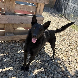 Ache, gelehriger, junger Traumrüde für aktive Menschen, Malinois Mix Bild 7