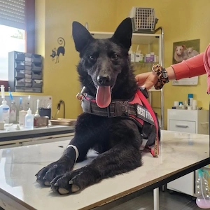 Ache, gelehriger, junger Traumrüde für aktive Menschen, Malinois Mix Bild 6