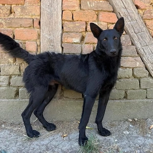 Ache, gelehriger, junger Traumrüde für aktive Menschen, Malinois Mix Bild 3