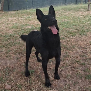 Ache, gelehriger, junger Traumrüde für aktive Menschen, Malinois Mix Bild 4