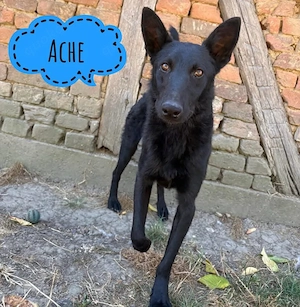 Ache, gelehriger, junger Traumrüde für aktive Menschen, Malinois Mix
