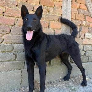 Ache, gelehriger, junger Traumrüde für aktive Menschen, Malinois Mix Bild 2