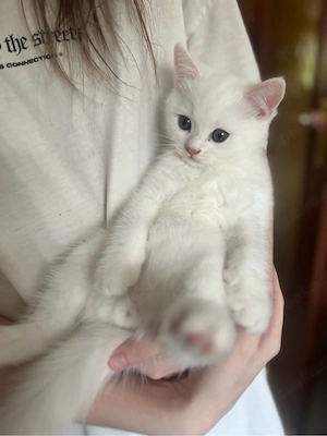 Süße kitten schneeweißer Junge 