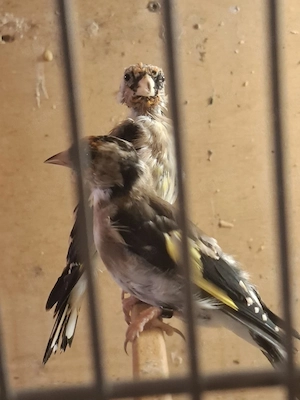 Stickles Vogel.